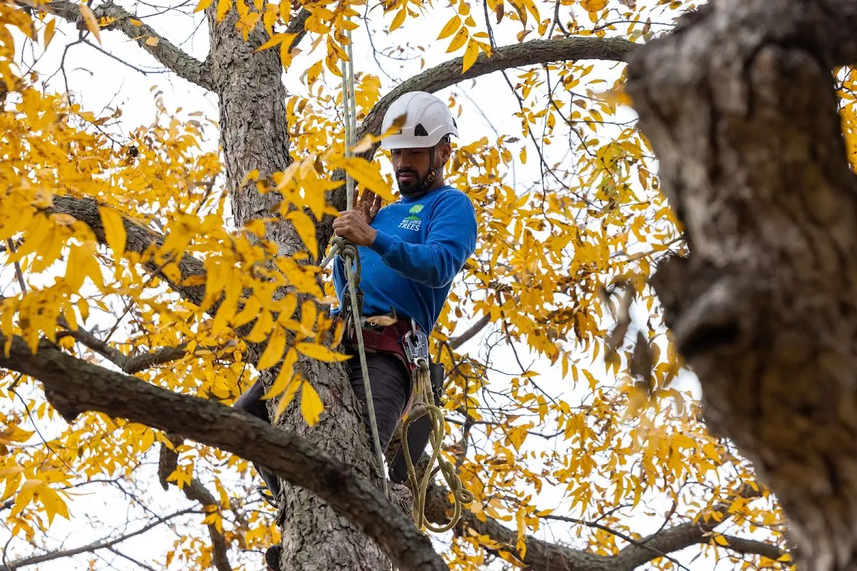 Skilled Tree Pruning crew working in Paauilo